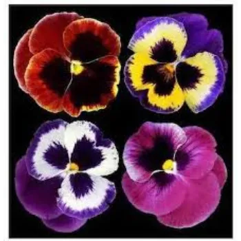 Common Pansy Plant pansy-plant-06-1795557-82661.webp