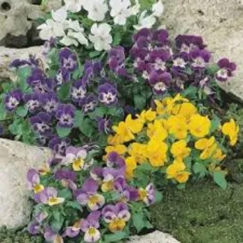 Natural Pansy Plant pansy-plant-06-2472723-14063.webp