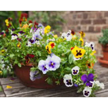 Newly Harvested Pansy Plant pansy-plant-06-2882425-71821.webp
