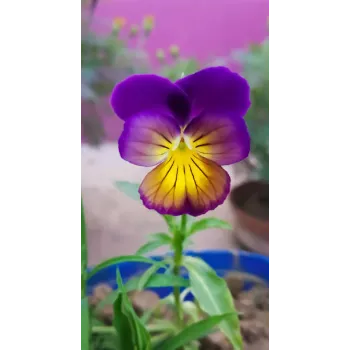 Natural Pansy Plant pansy-plant-06-7203813-63813.webp