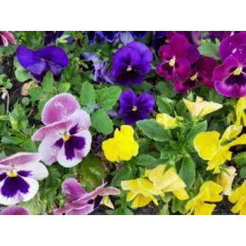 Organic Pansy Plant pansy-plant-07-4313898-21962.webp