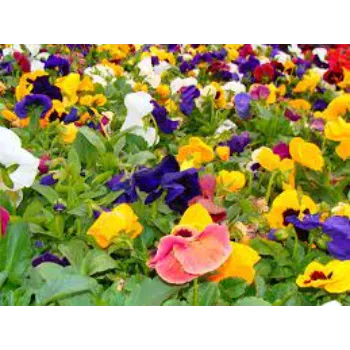 Pansy Plant pansy-plant-07-6083955-12517.webp