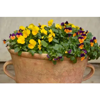 Pansy Plant pansy-plant-07-8228801-30708.webp