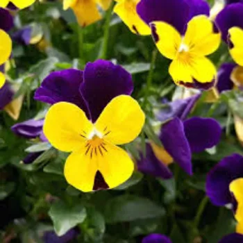 yellow-purple Pansy Plant pansy-plant-08-6815802-96707.webp