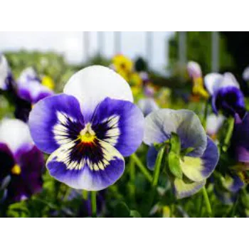 Organic Pansy Plant pansy-plant-08-8545088-45166.webp