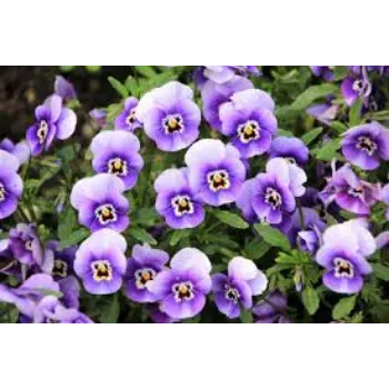 Natural Pansy Plant pansy-plant-09-2703151-75396.webp