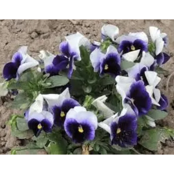 Pansy Plant pansy-plant-09-4112357-53325.webp