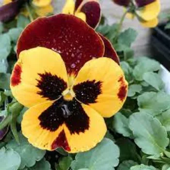 Organic Pansy Plant pansy-plant-09-4502731-15145.webp