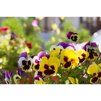 Pansy Plant pansy-plant-09-4901697-34356.webp