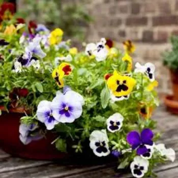 Organic Pansy Plant pansy-plant-10-1897576-51830.webp