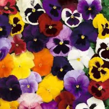 Organic Pansy Plant pansy-plant-10-2193816-31759.webp
