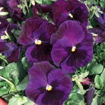 natural Pansy Plant pansy-plant-10-8784707-72065.webp