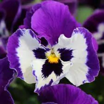 Organic Pansy Plant pansy-plant-12-7351323-3342.webp