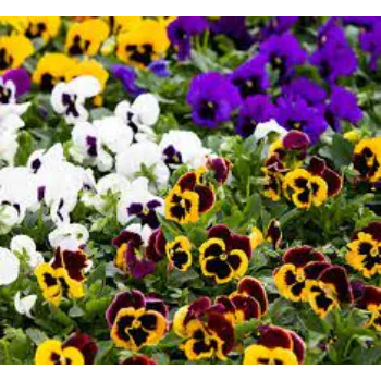 Rare Pansy Plant pansy-plant-13-4259861-65079.webp
