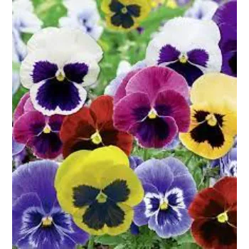 Pansy Plant pansy-plant-14-6298706-90641.webp