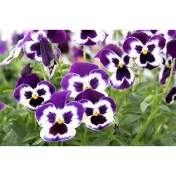 Pansy Plant pansy-plant-18-3252285-91386.webp