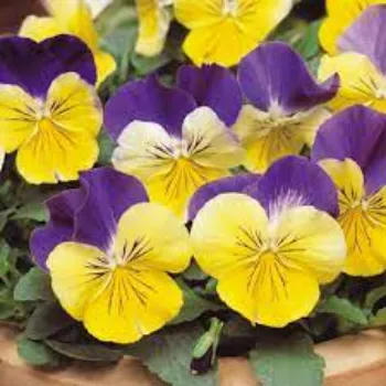 Natural Pansy Plant pansy-plant-19-249991-1030.webp