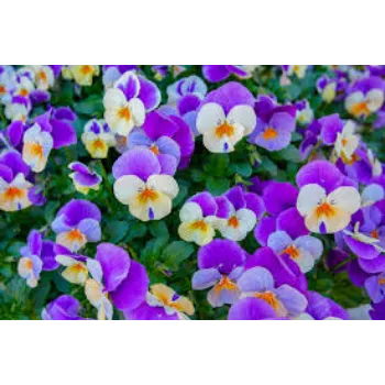 fresh Pansy Plant pansy-plant-2-471202-70604.webp