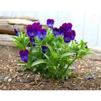 Common Pansy Plant pansy-plant-20-7521904-86749.webp