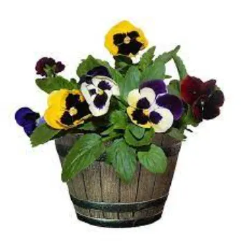 Fresh Pansy Plant pansy-plant-21-8635812-62016.webp