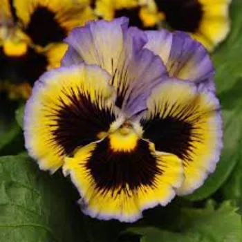 Pansy Plant pansy-plant-22-6145705-38176.webp