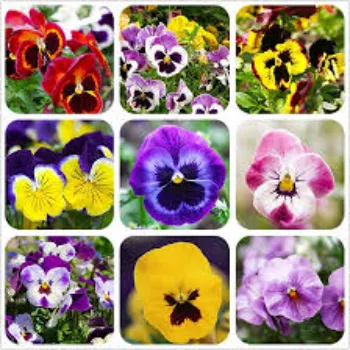 Organic Pansy Plant pansy-plant-24-1255139-25442.webp