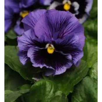 Organic Pansy Plant pansy-plant-26-380264-87539.webp