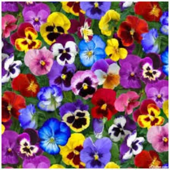 Fresh Pansy Plant pansy-plant-27-3400458-71912.webp
