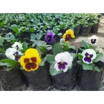 Organic Pansy Plant pansy-plant-3-8257039-25990.webp