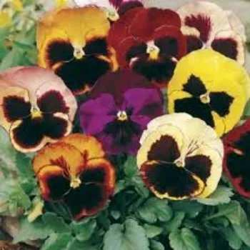 Fresh Pansy Plant pansy-plant-30-8024291-17191.webp