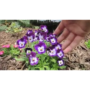 Natural Pansy Plant pansy-plant-32-9580151-7864.webp