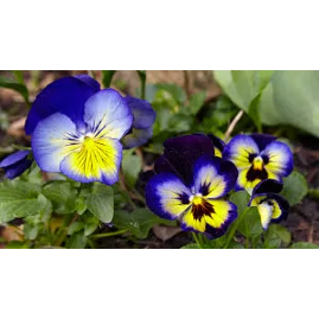 Natural Pansy Plant pansy-plant-38-7331701-12350.webp