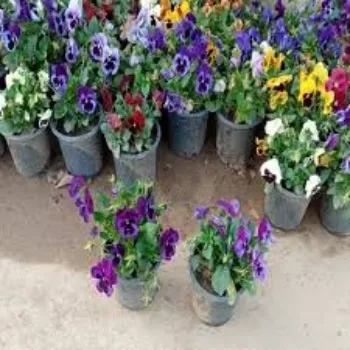 Natural Pansy Plant pansy-plant-46-1323761-52981.webp