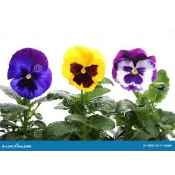 Pansy Plant pansy-plant-48-7506060-71789.webp