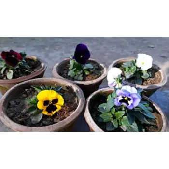 Fresh Pansy Plant pansy-plant-49-9603977-80745.webp