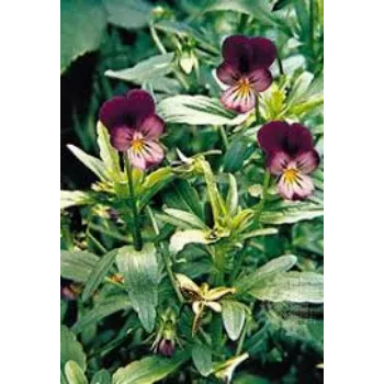 Pansy Plant pansy-plant-5-2285953-37848.webp