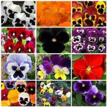 Natural Pansy Plant pansy-plant-50-5695047-77739.webp