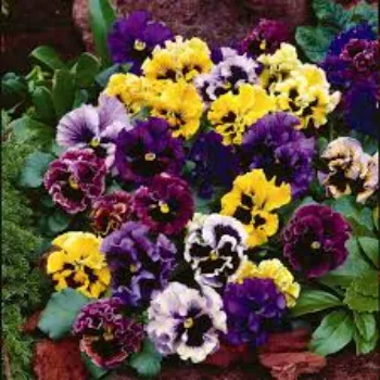 Fresh Pansy Plant pansy-plant-51-1126771-51747.webp