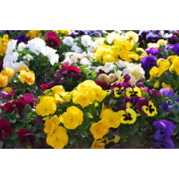 Common Pansy Plant pansy-plant-52-6769548-68688.webp