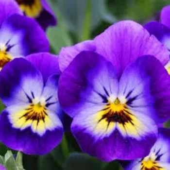 Pansy Plant pansy-plant-53-1342008-75890.webp