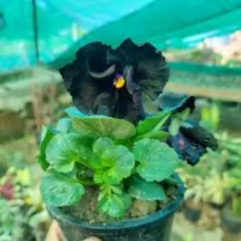 Pansy Plant pansy-plant-6-4557320-64284.webp