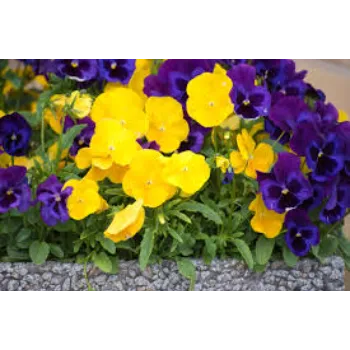 Pansy Plant pansy-plant-77-8594268-1604.webp