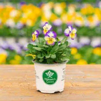 Fresh Pansy Plant pansy-plant-92-2234355-27282.webp