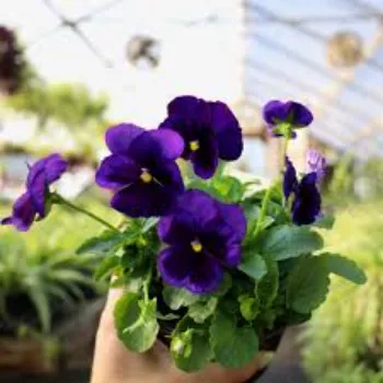 Natural Pansy Plant pansy-plant-94-6871850-78156.webp