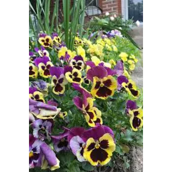 Organic Pansy Plant pansy-plant-95-5991857-50040.webp