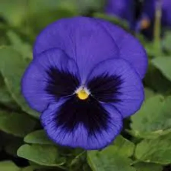 Organic Pansy Plants pansy-plant02-9919294-13211.webp