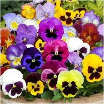 Natural Pansy Plant pansy-plant05-3858481-40330.webp