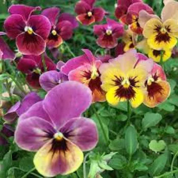 Fresh Pansy Plants pansy-plant07-5225704-5274.webp