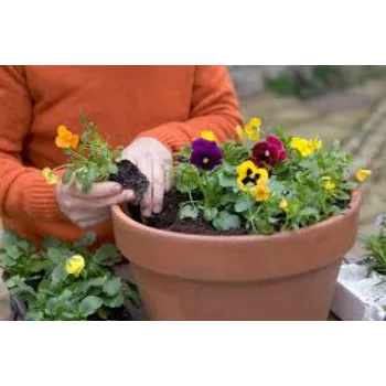 Pansy Plant pansy-plant1-7174967-75836.webp