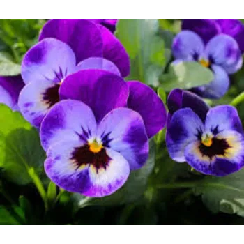 Pansy Flower Plant pansy-plant1-8184758-5244.webp